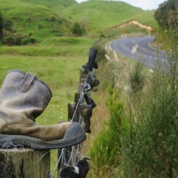 New Zealand: Tramping in the Jungle