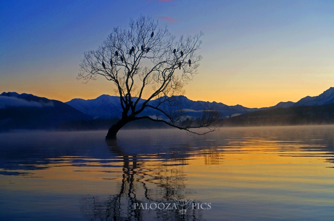 173-wanaka-tree-edit