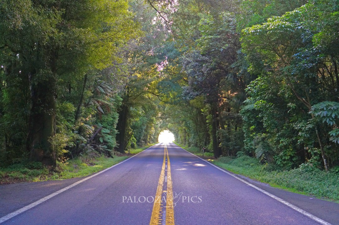 28-03-21-2016-forest-tunnel