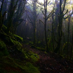 Biking NZ Part 7: Kirwans Track
